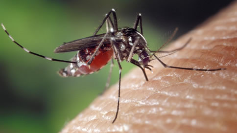 Segítse Ön is a szúnyogok elleni védekezést!